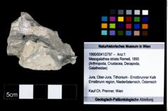 Foto (Objekt + Etikett) von Mesogalathea striata (Remeš, 1895)  (NHMW-GEO-1990-0041-2797)